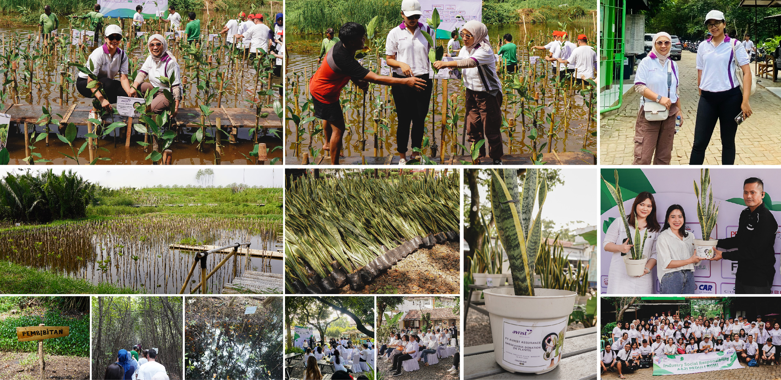 (Avrist Assurance Tanam Bibit Mangrove di PIK dan Bagikan Bibit Lidah Mertua di Bandung)