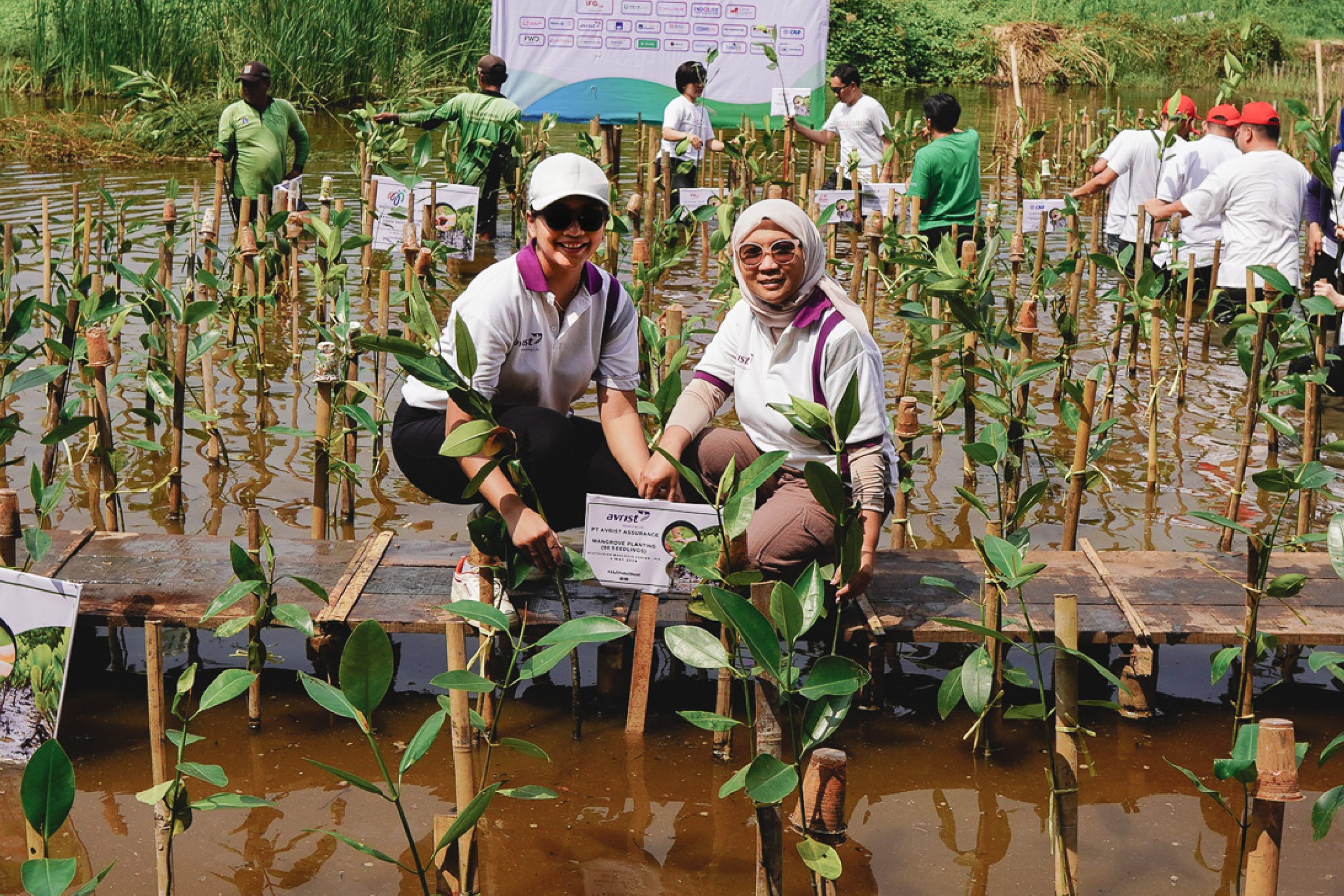 (Avrist Assurance Tanam Bibit Mangrove di PIK, Jakarta)