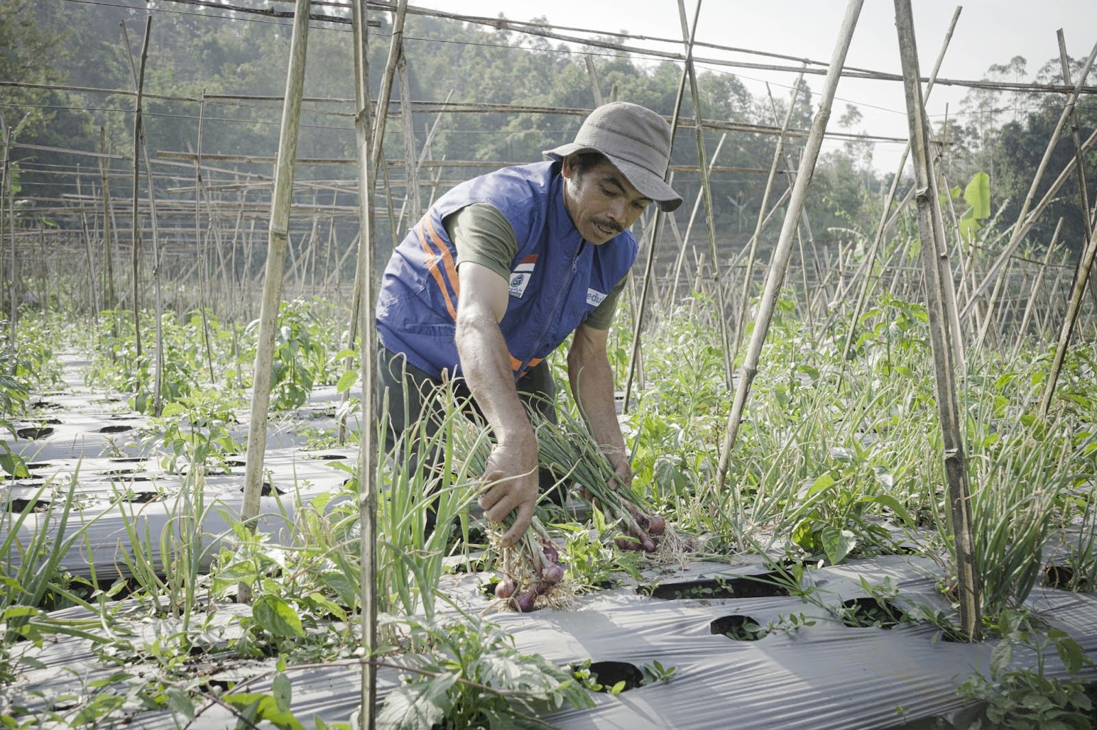 (Petani penerima manfaat dari DT Peduli dalam program Petani Unggul sedang memanen bawang merah)